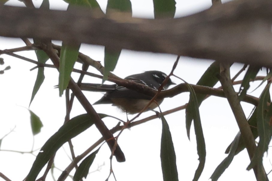 Gray Fantail - Kylie-Anne Cramsie