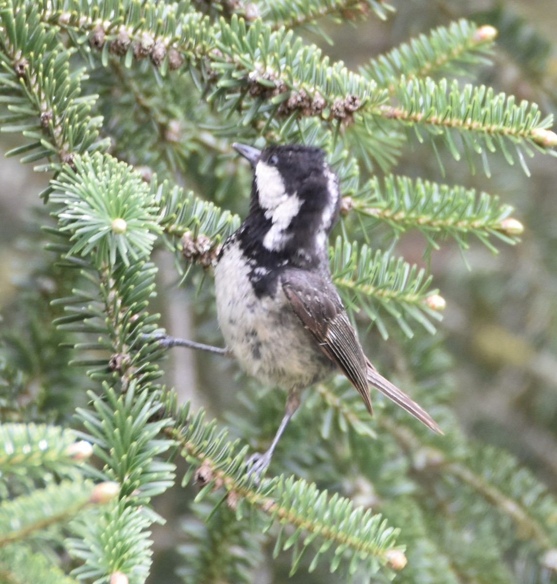 Coal Tit - ML618609166