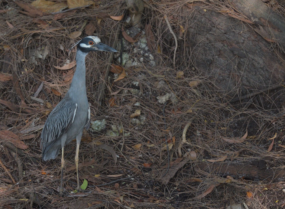 Yellow-crowned Night Heron - Anonymous