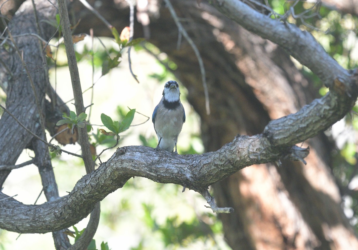 Blue Jay - Anonymous