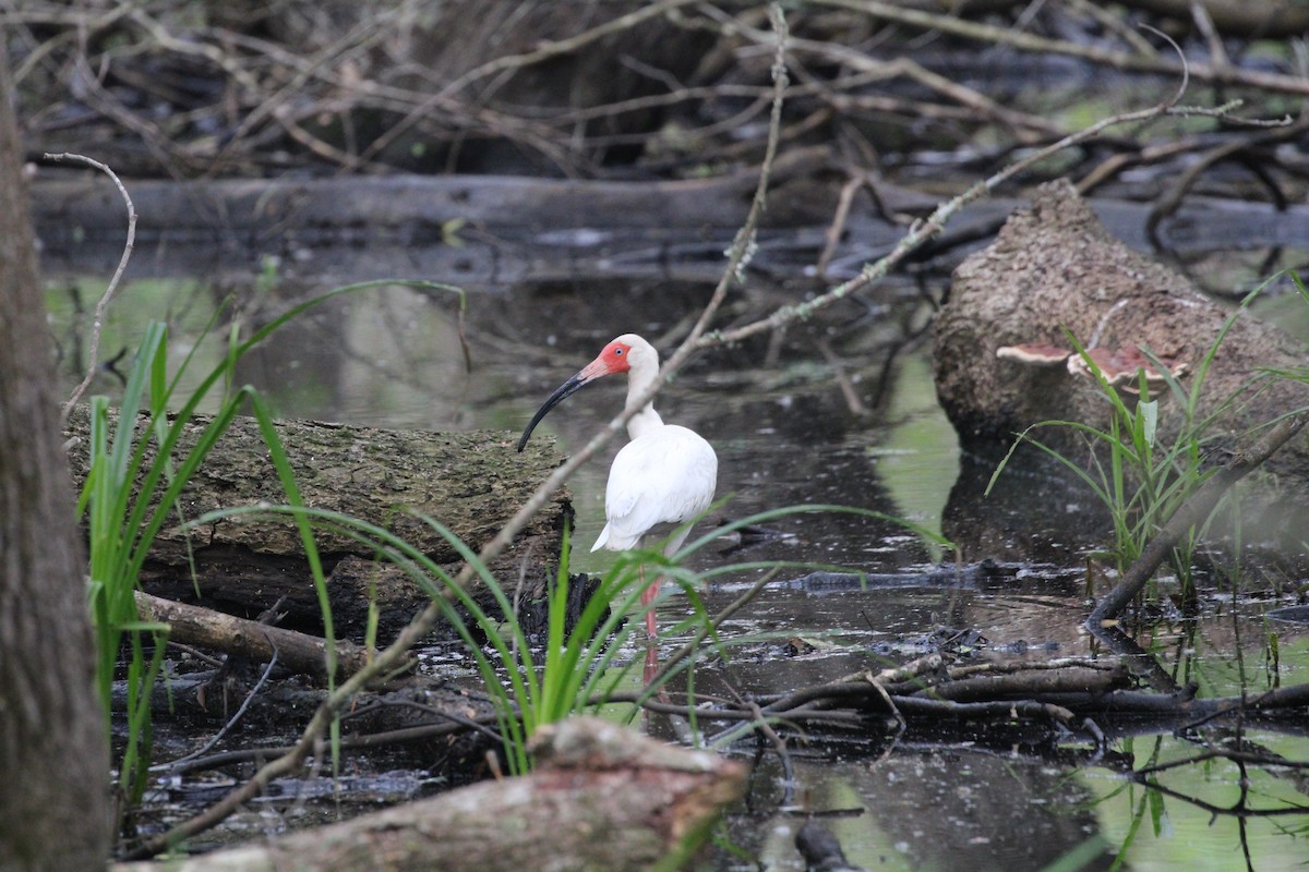 White Ibis - ML618609193