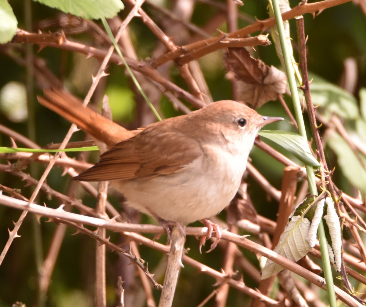 Ruiseñor Común - ML618609195