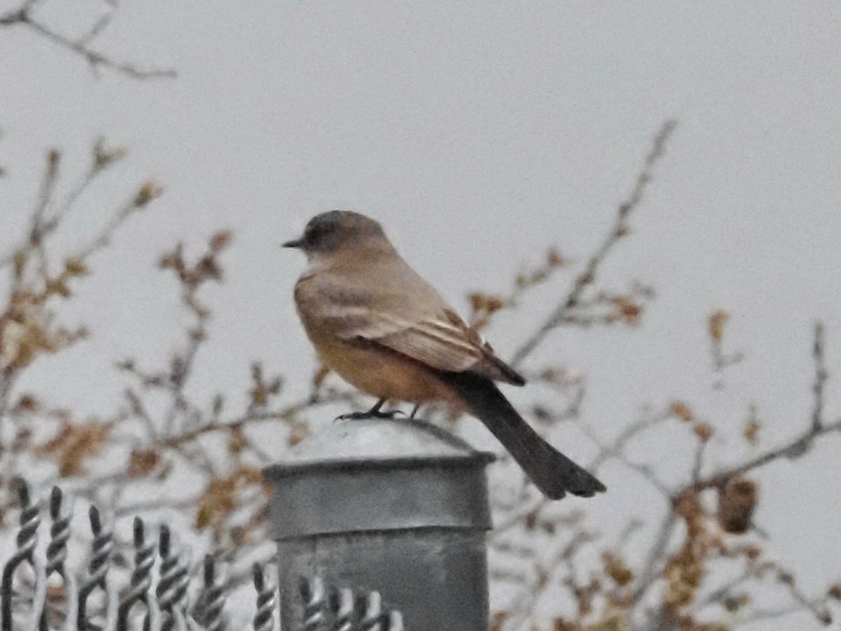 Say's Phoebe - ML618609202