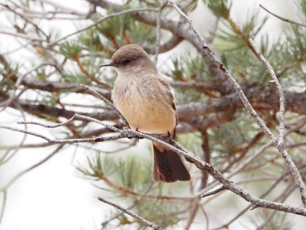 Say's Phoebe - Jonine Dewitte