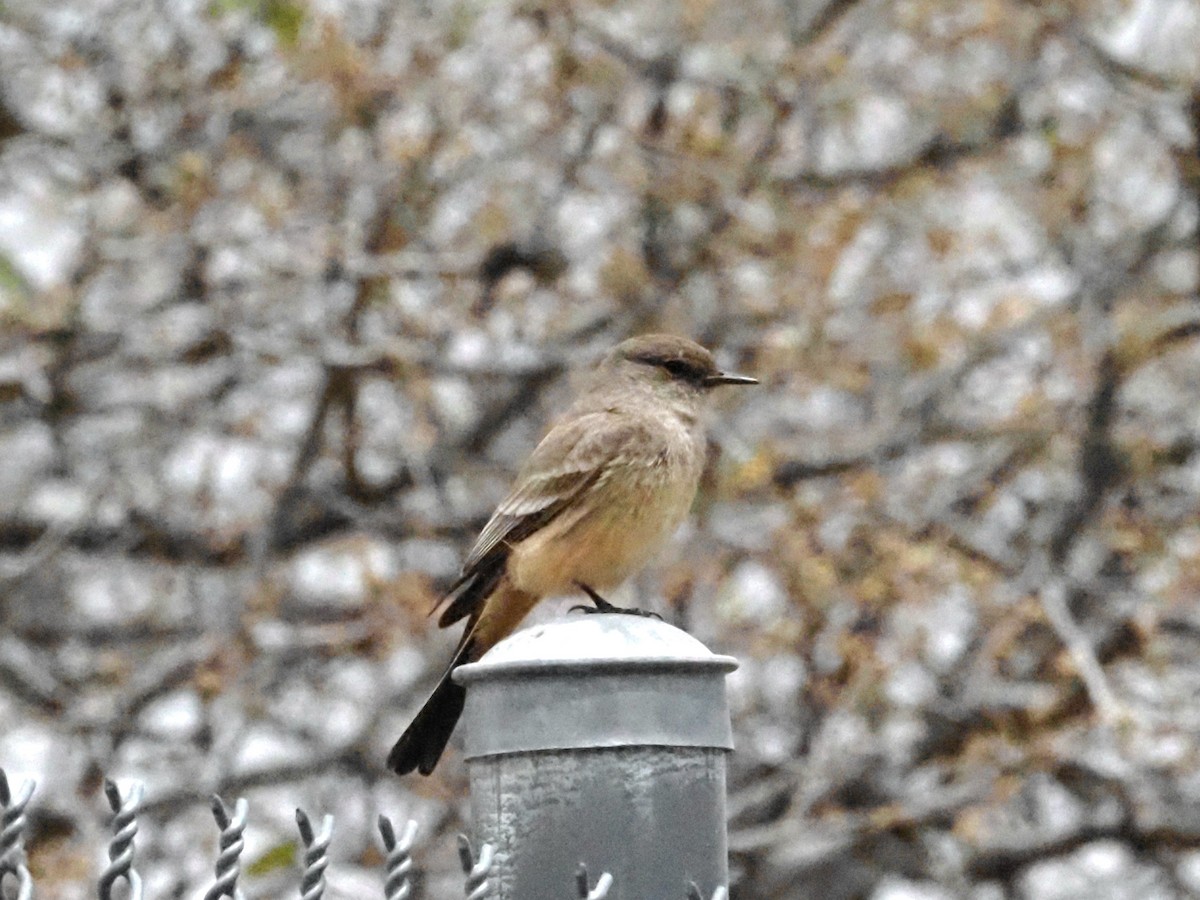 Say's Phoebe - ML618609207