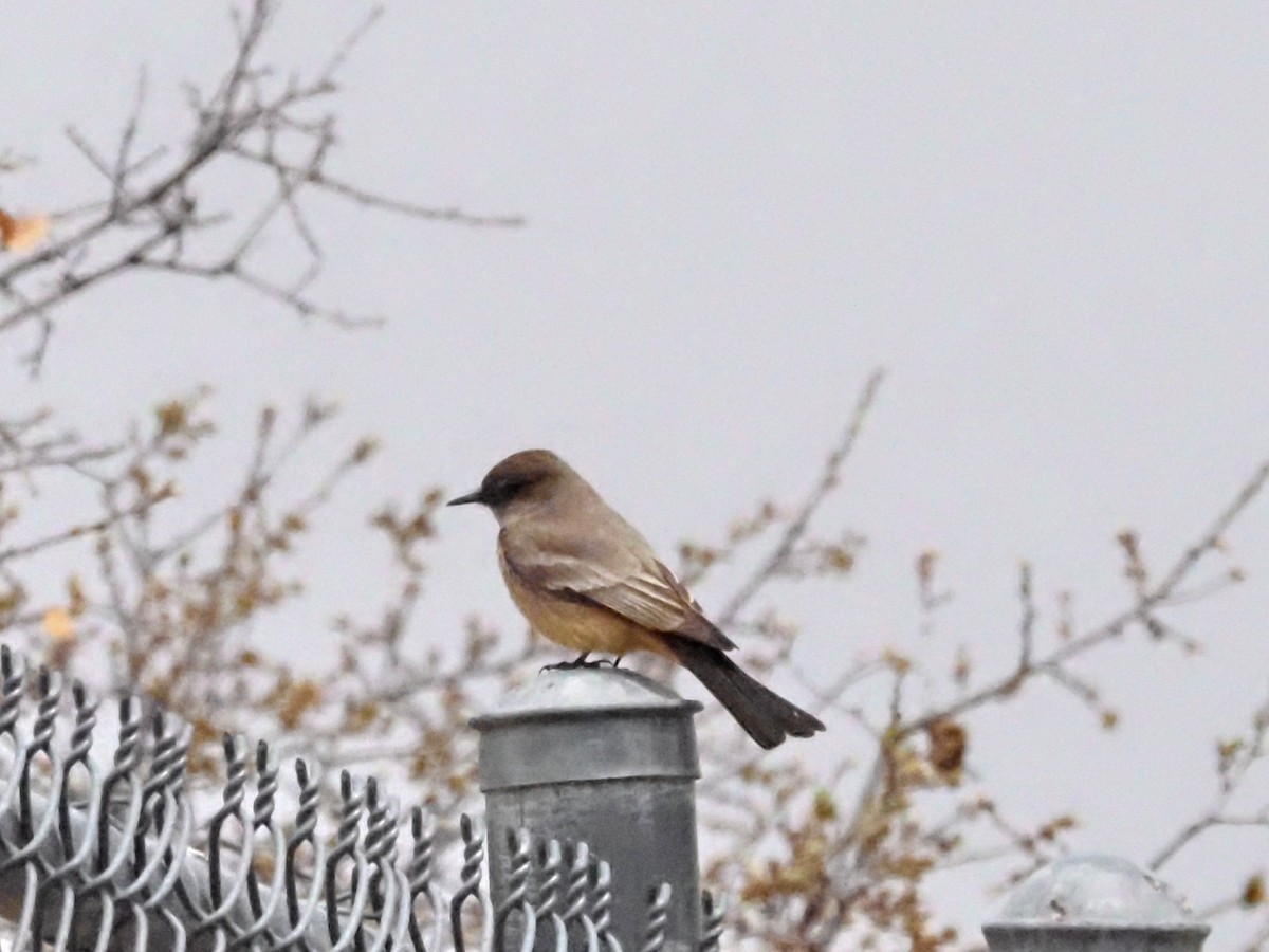 Say's Phoebe - ML618609210