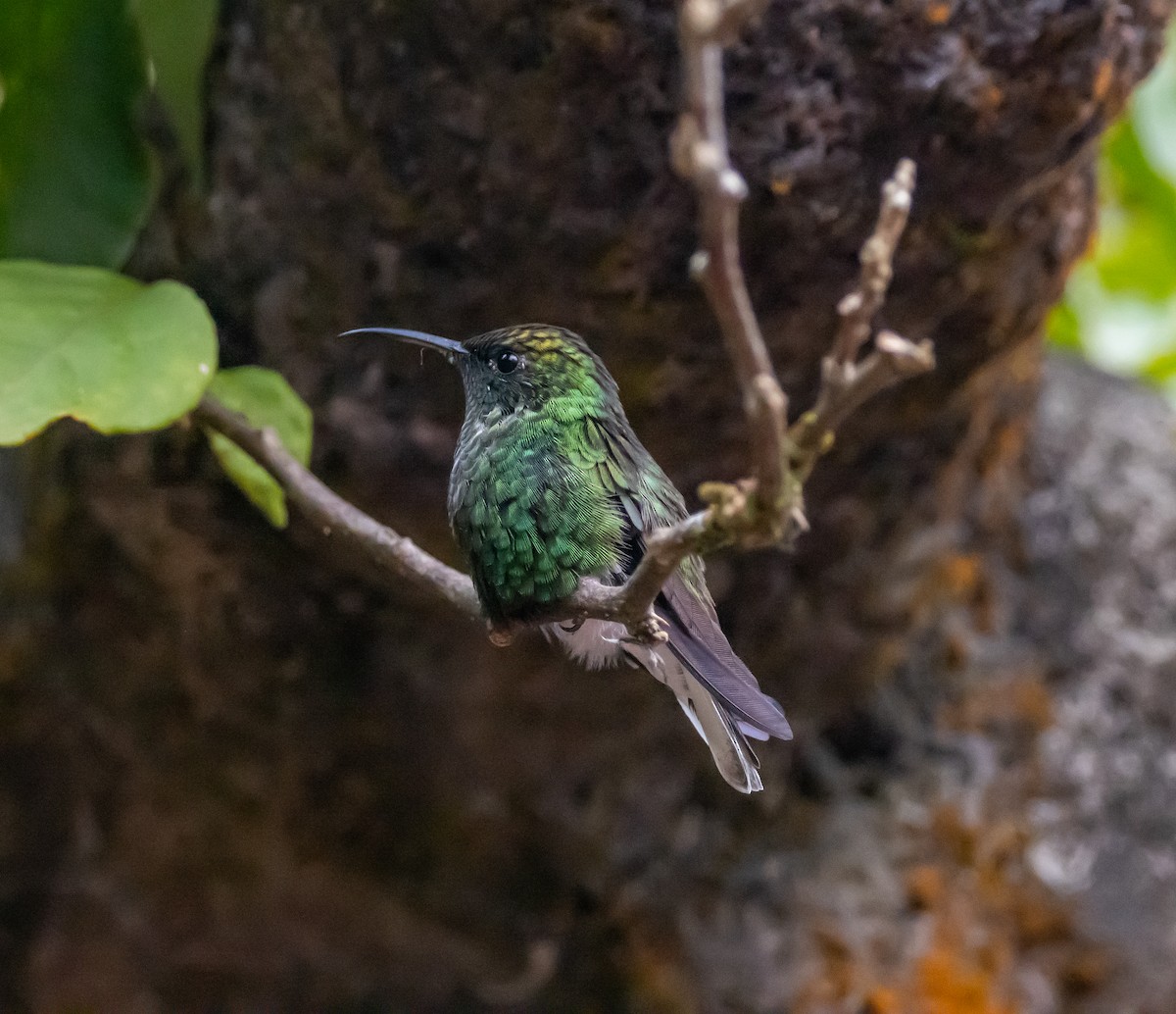 kolibřík měděnohlavý - ML618609215