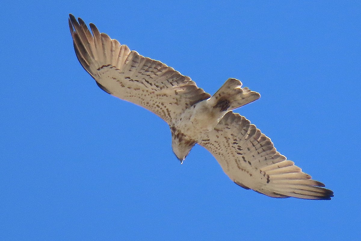 Short-toed Snake-Eagle - Luís Manuel Silva