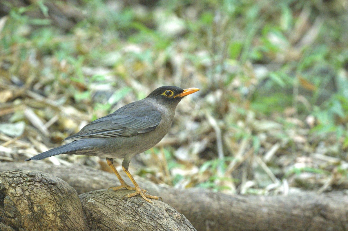 Indian Blackbird - ML618609293