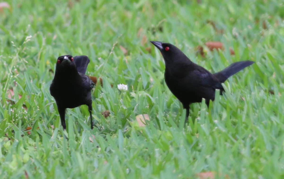 Bronzed Cowbird - Mitch Foret