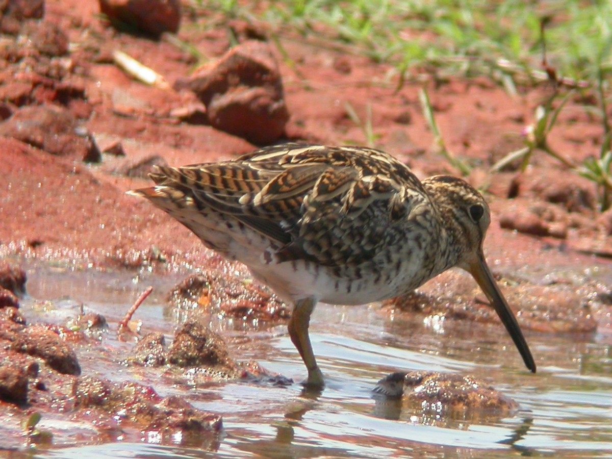 Pin-tailed Snipe - ML618609302