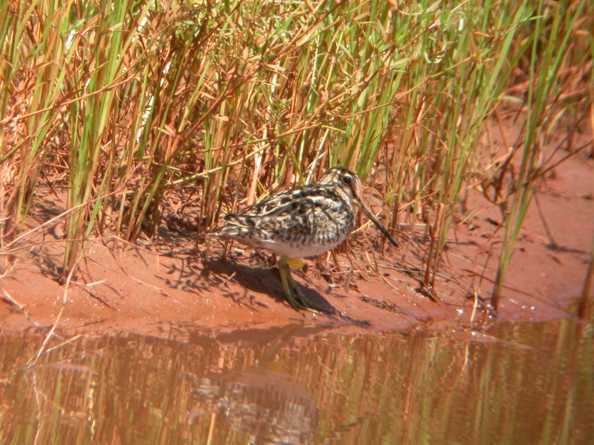 Pin-tailed Snipe - ML618609308