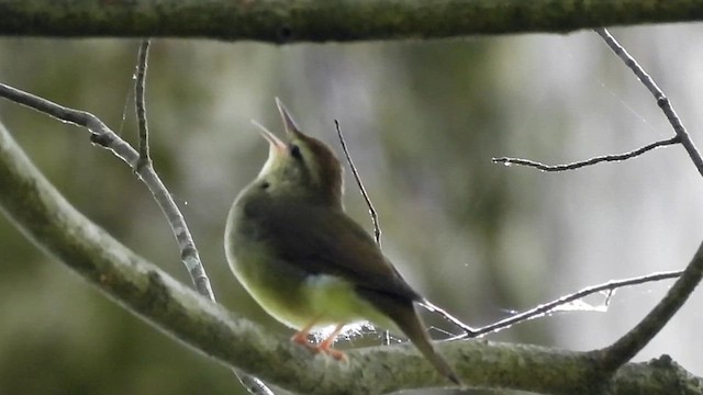 Swainson's Warbler - ML618609319