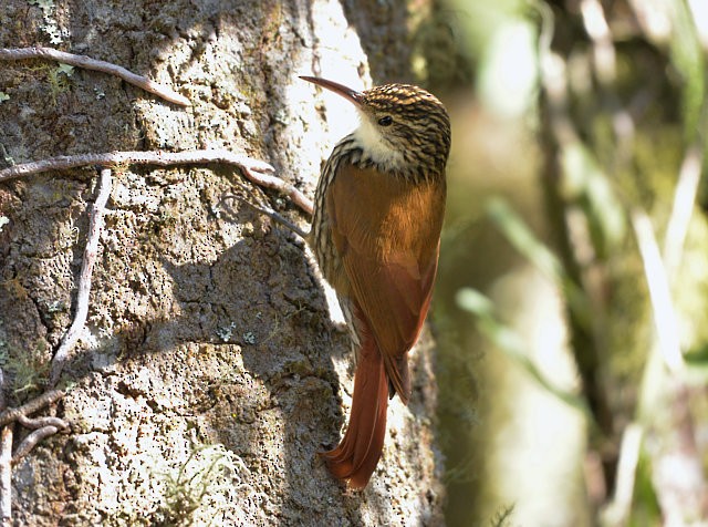 Scalloped Woodcreeper - ML618609341