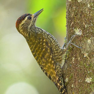 White-spotted Woodpecker - ML618609353