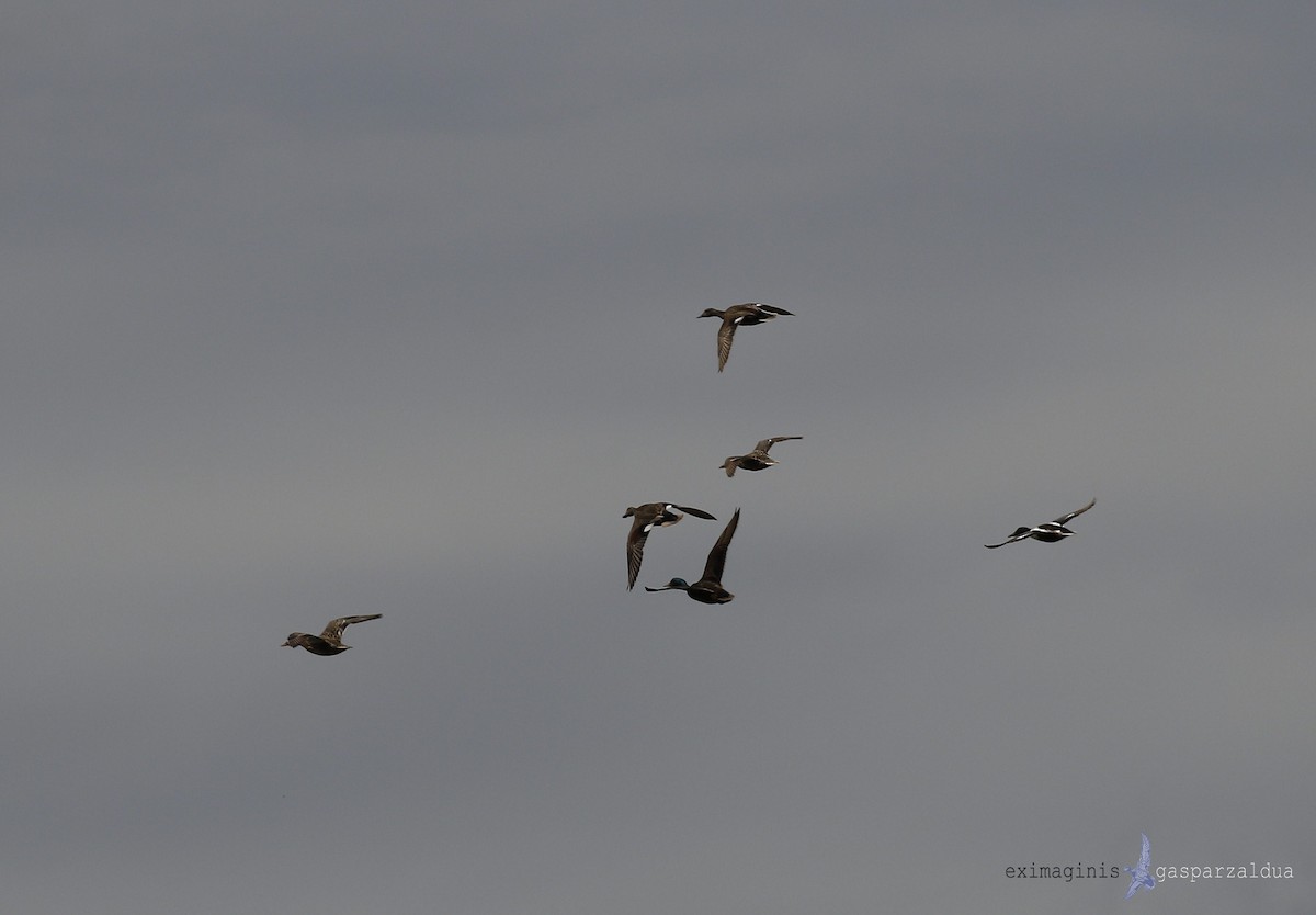 Northern Shoveler - ML618609379