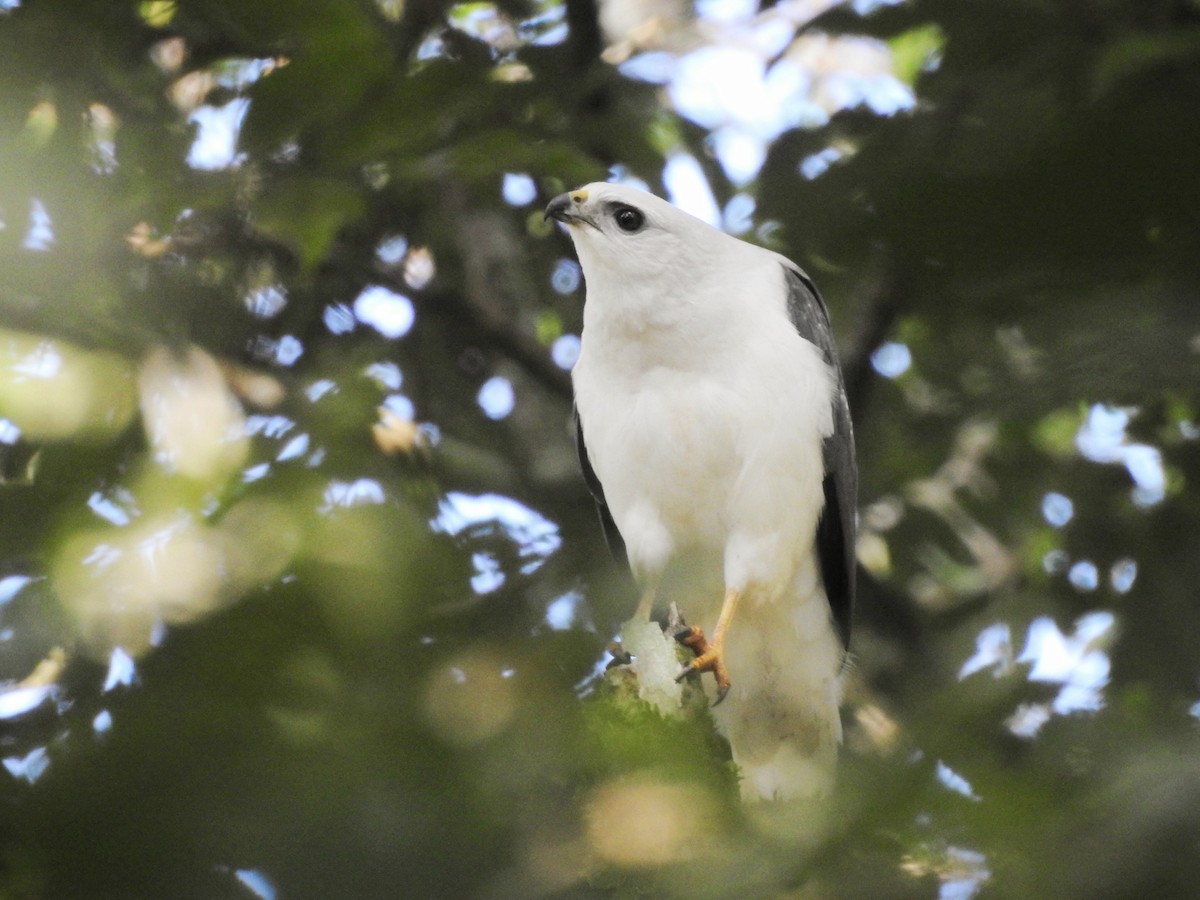 White-necked Hawk - ML618609403