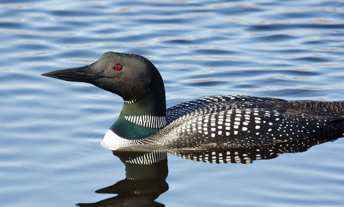 Common Loon - Patrice St-Pierre