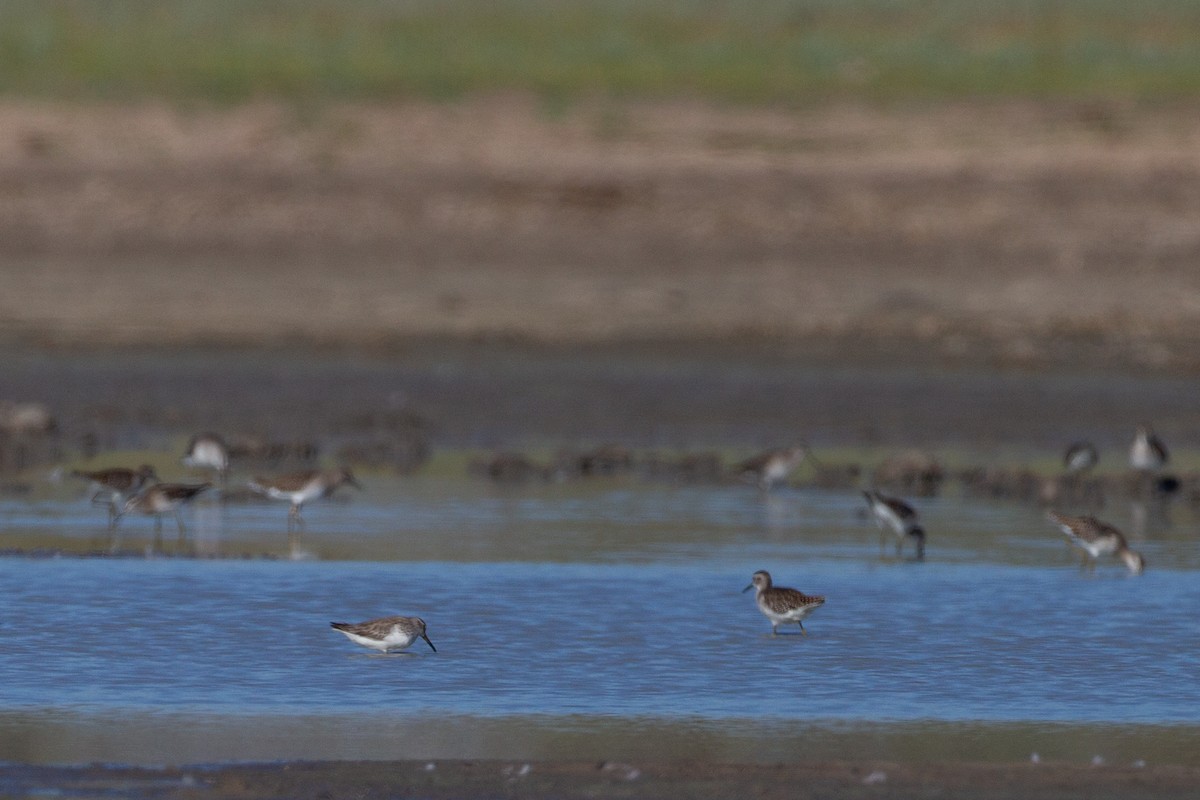 Broad-billed Sandpiper - ML618609415