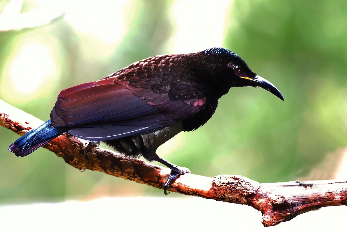 Victoria's Riflebird - ML618609420