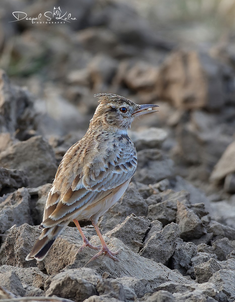 Crested Lark - Sharad Agrawal