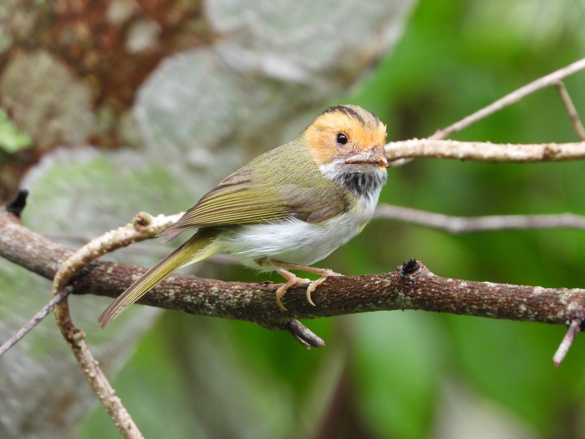 Rufous-faced Warbler - tiger 鄭