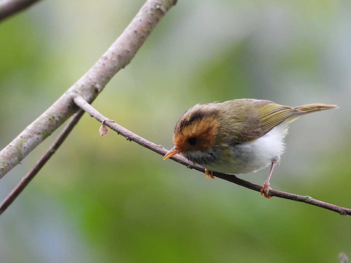 Rufous-faced Warbler - tiger 鄭