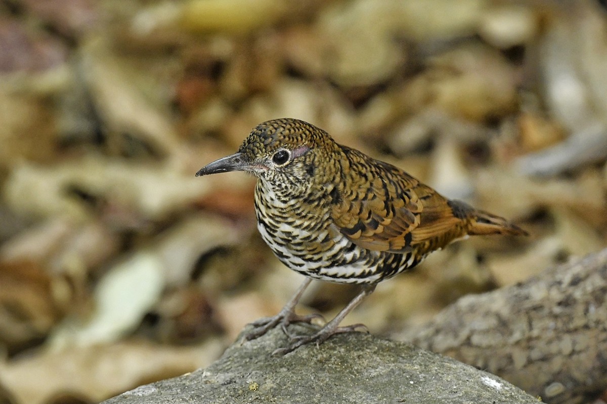 Nilgiri Thrush - ML618609493