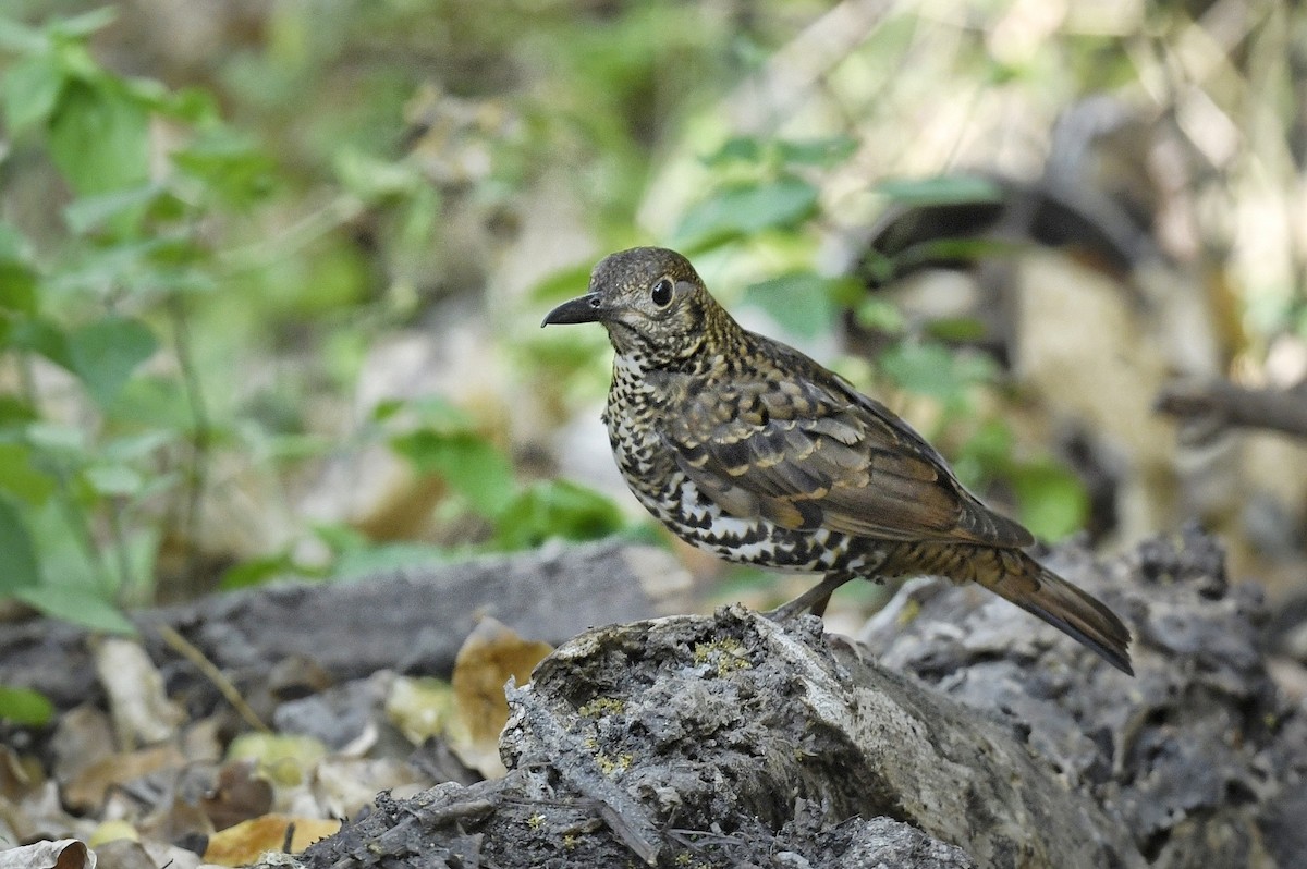 Nilgiri Thrush - ML618609496