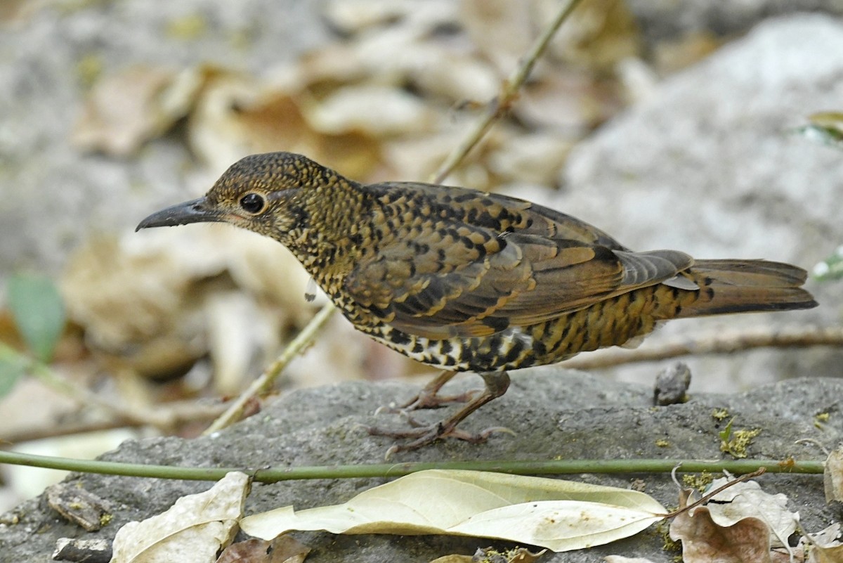 Nilgiri Thrush - Renuka Vijayaraghavan