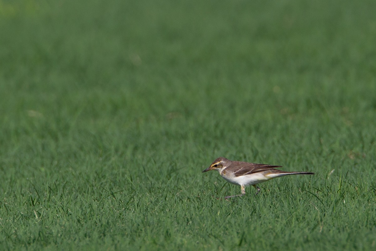 Eastern Yellow Wagtail (Green-headed) - ML618609520