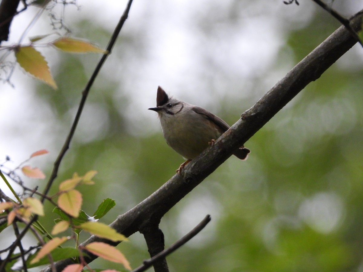 Taiwan Yuhina - tiger 鄭