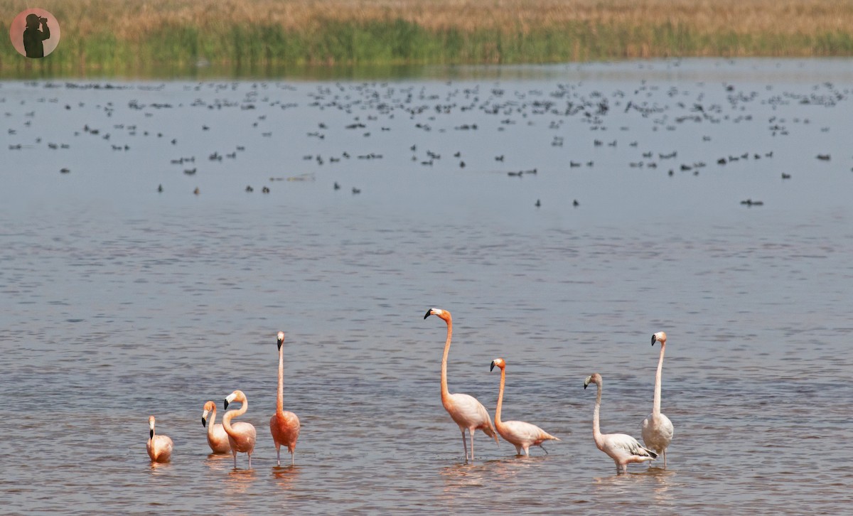 American Flamingo - ML618609542