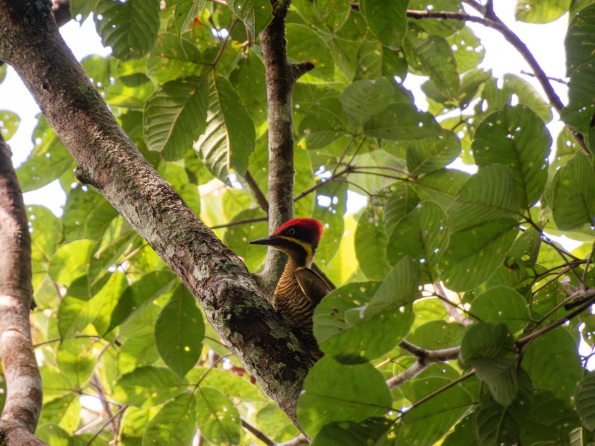 Golden-green Woodpecker - ML618609559