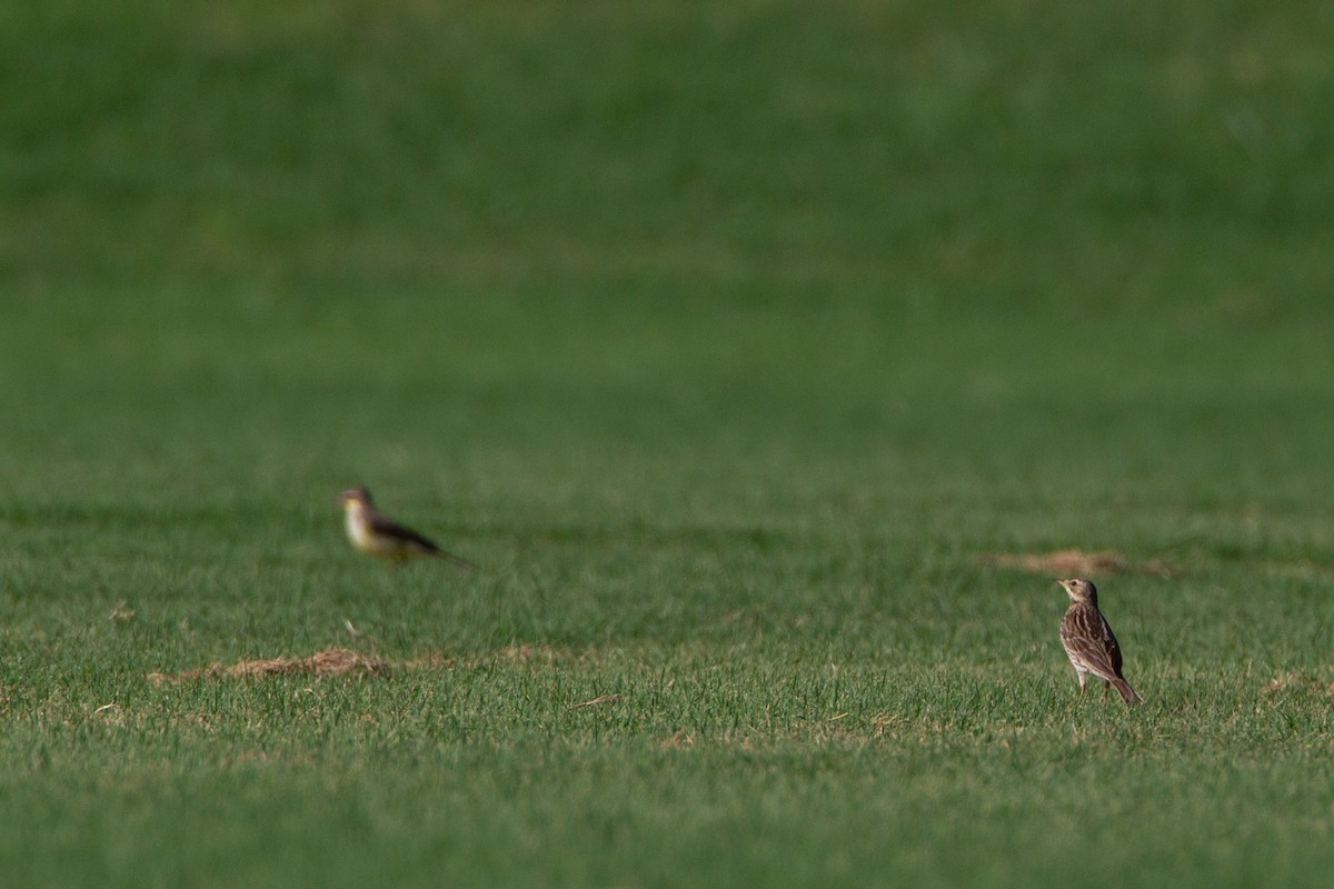Red-throated Pipit - ML618609570