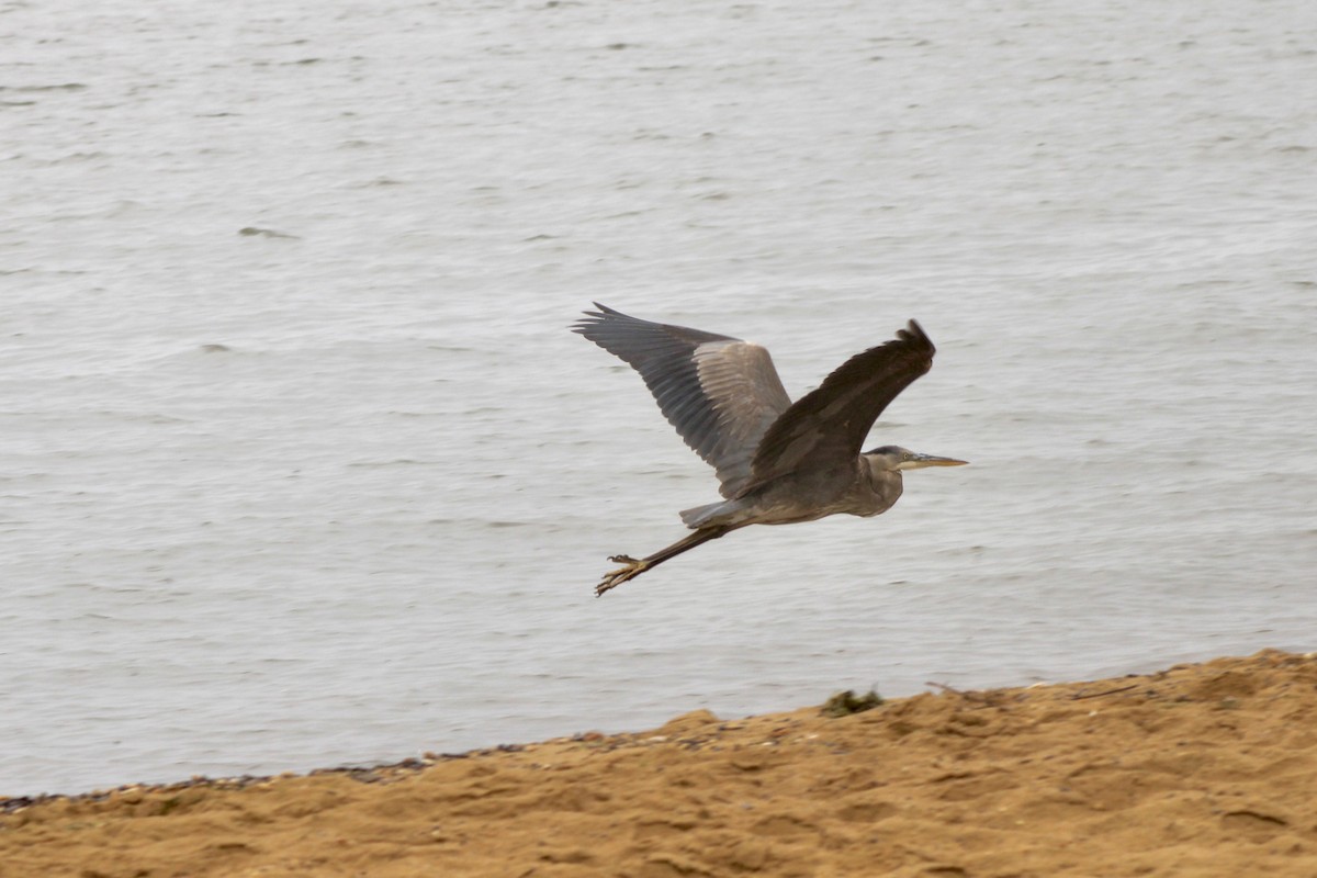 Great Blue Heron - ML618609577