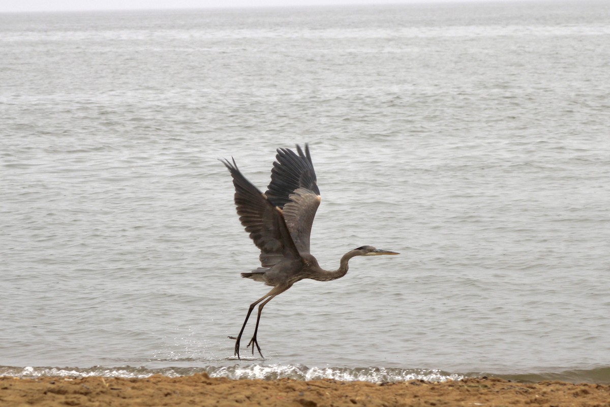 Great Blue Heron - ML618609578