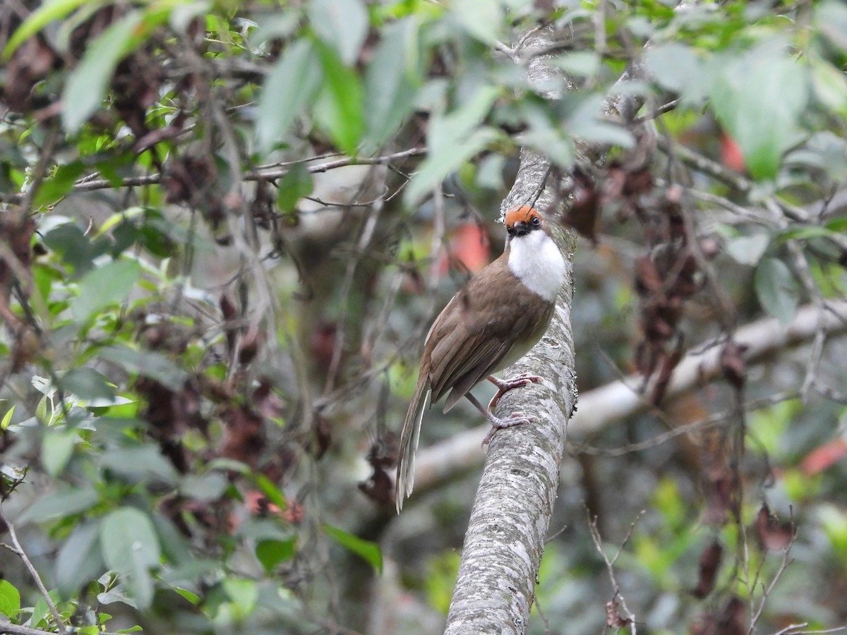 Rufous-crowned Laughingthrush - tiger 鄭