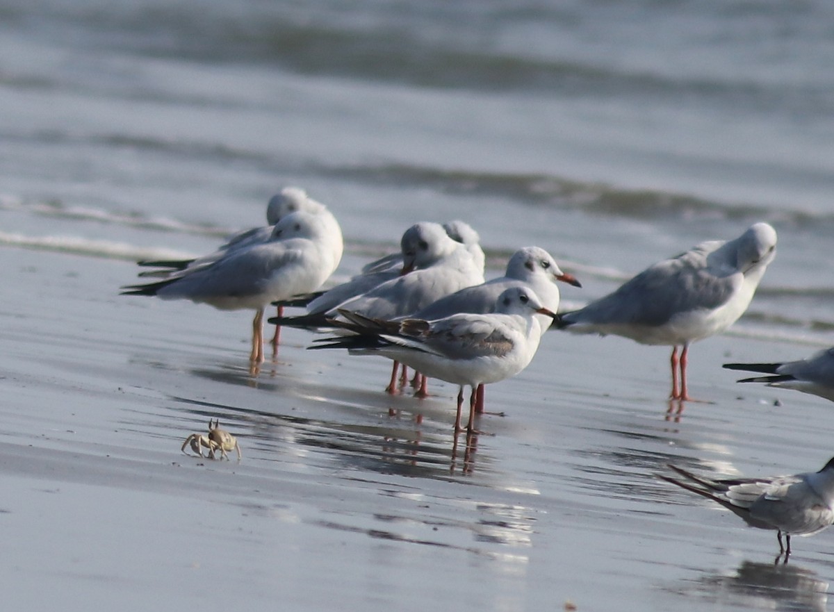 Black-headed Gull - ML618609623