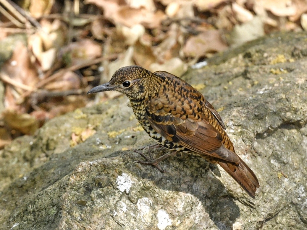 Nilgiri Thrush - ML618609624