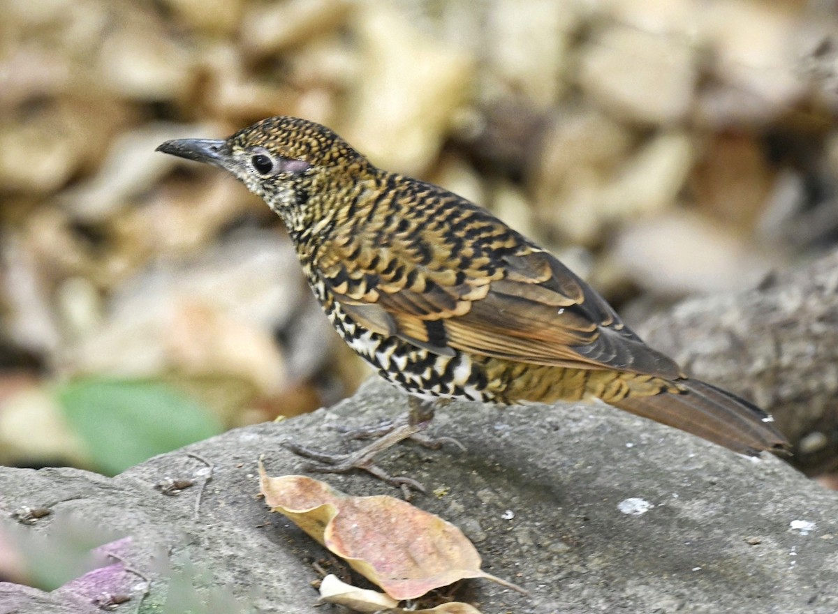 Nilgiri Thrush - ML618609625