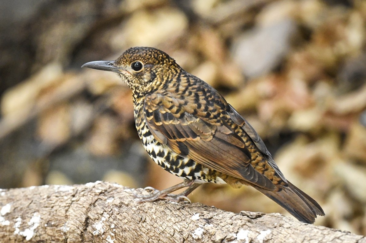 Nilgiri Thrush - ML618609627