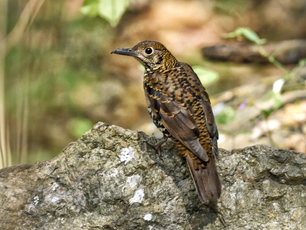 Nilgiri Thrush - Renuka Vijayaraghavan