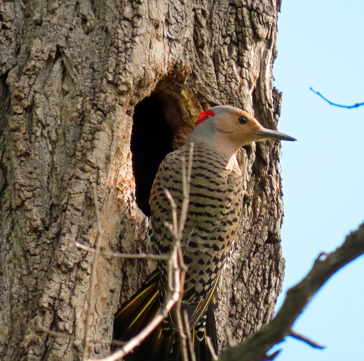 Northern Flicker - ML618609652