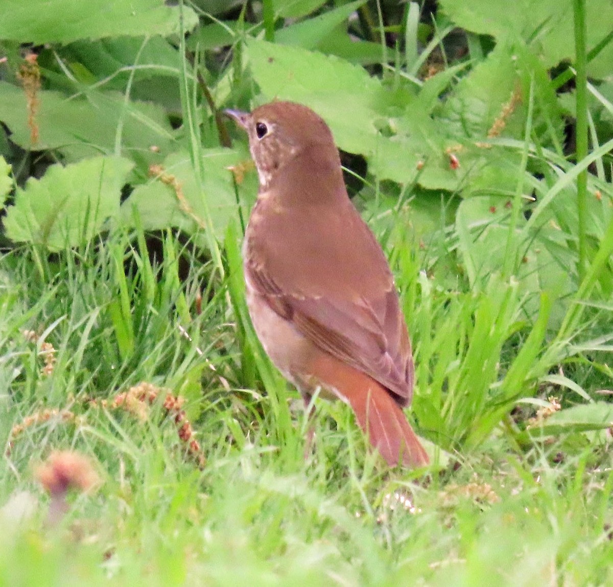 Hermit Thrush - ML618609656