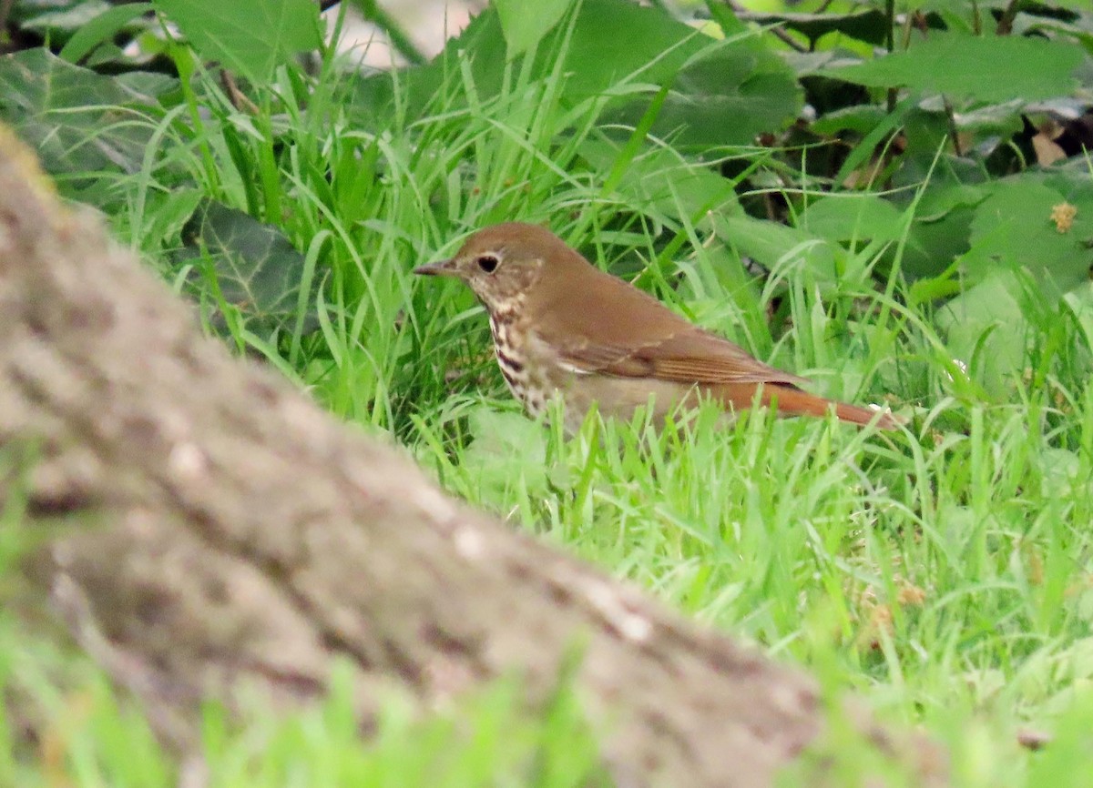 Hermit Thrush - ML618609658