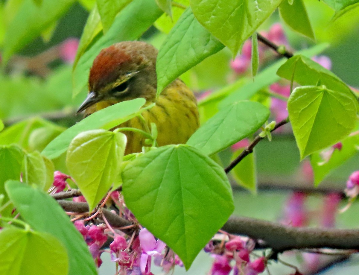 Palm Warbler - ML618609661