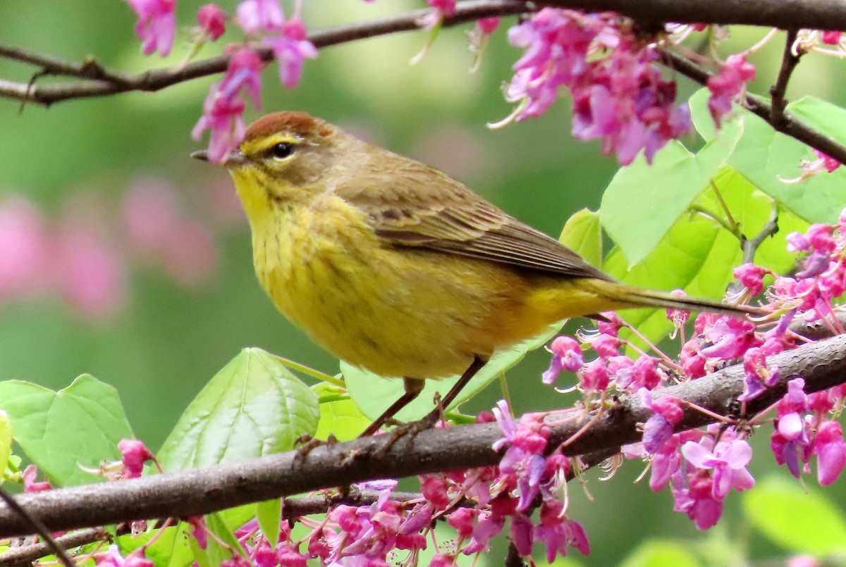 Palm Warbler - ML618609662