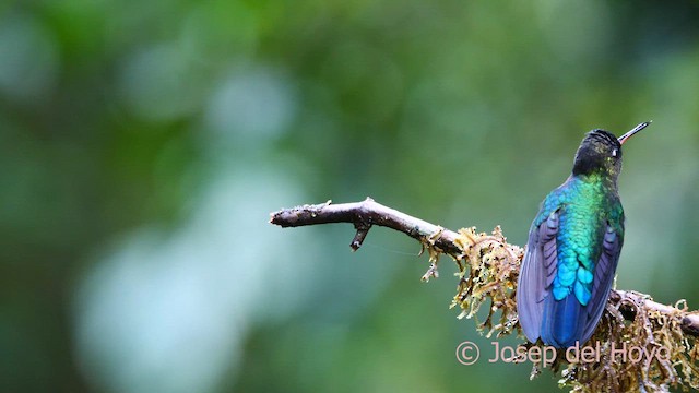 Fiery-throated Hummingbird - ML618609668