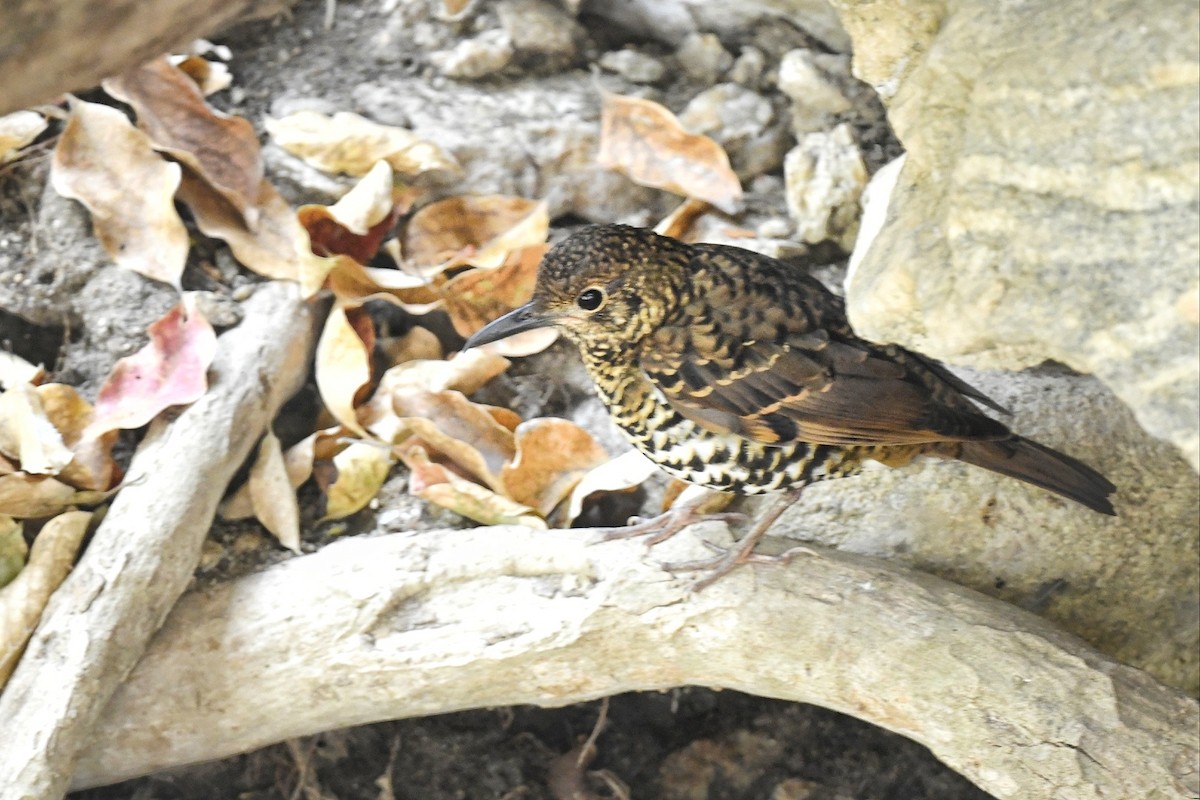 Nilgiri Thrush - ML618609672